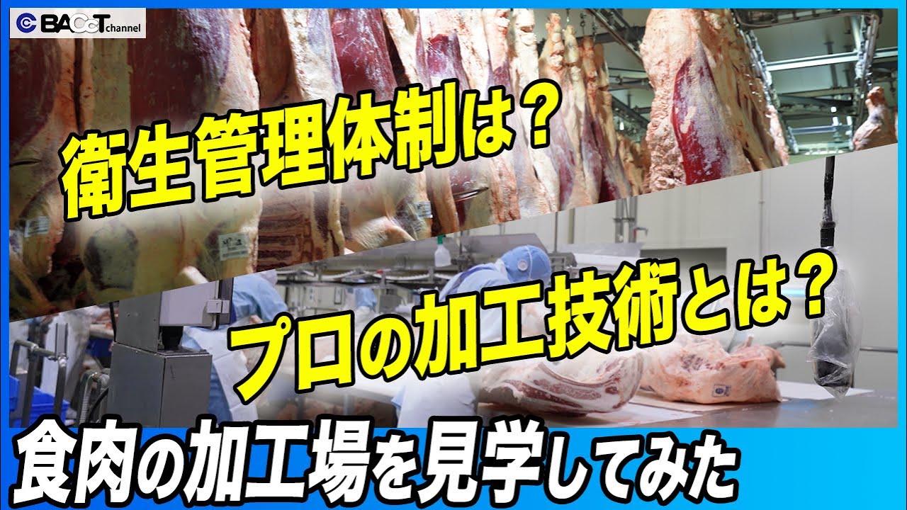【おいしいお肉ができるまで】食肉の巨大加工場を見学してみた【工場見学】